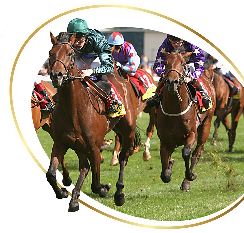 Header - Our Horses