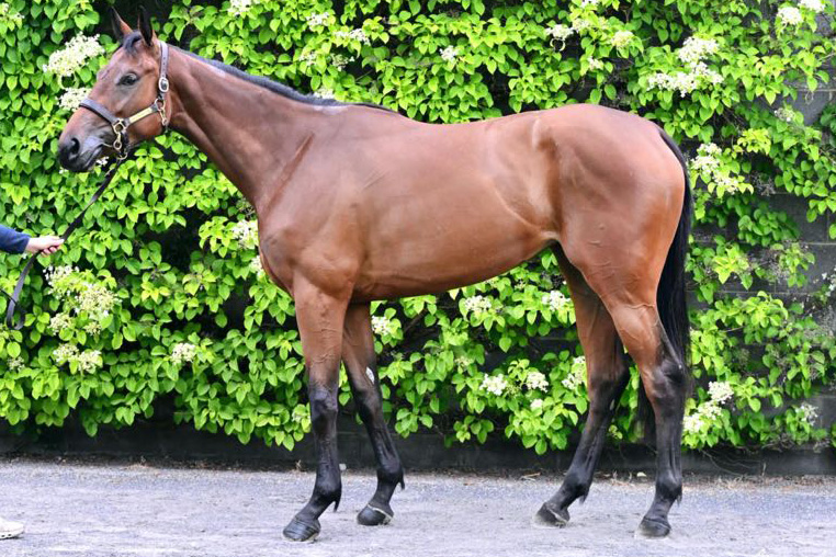 new-horse
